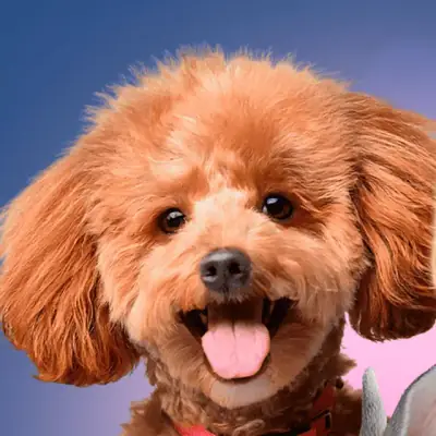 Poodle sorridente