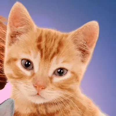Gato laranja