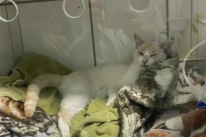 Gato em recuperação no Aricanduva Centro Veterinário